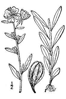 <i>Oenothera perennis</i> L. var. rectipilis (S.F. Blake) S.F. Blake