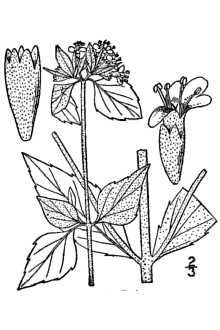 <i>Koellia pauciflora</i> Small