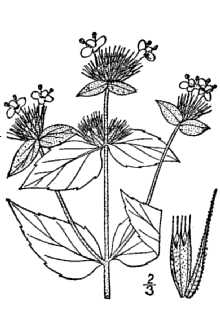<i>Pycnanthemum umbratile</i> Fernald
