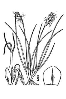 <i>Kobresia bellardii</i> (All.) K. Koch