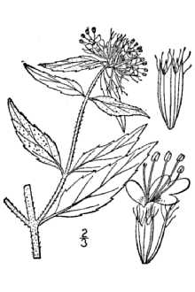 <i>Koellia clinopodioides</i> (Torr. & A. Gray) Kuntze