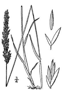 <i>Koeleria cristata</i> Pers. var. pinetorum Abrams