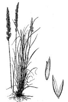 <i>Koeleria pyramidata</i> auct. non (Lam.) P. Beauv. p.p.