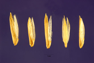 <i>Koeleria cristata</i> Pers. var. pinetorum Abrams