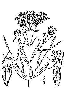 <i>Pycnanthemum flexuosum</i> auct. non (Walter) Britton, Sterns & Poggenb.