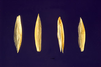 <i>Koeleria pyramidata</i> auct. non (Lam.) P. Beauv. p.p.