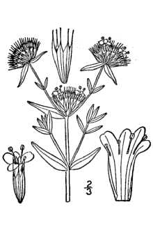<i>Pycnanthemum hyssopifolium</i> Benth.