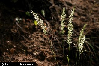 <i>Koeleria cristata</i> Pers. var. longifolia Vasey ex Burtt Davy