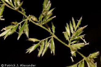 <i>Koeleria albescens</i> auct.