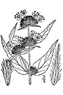 <i>Koellia montana</i> (Michx.) Kuntze