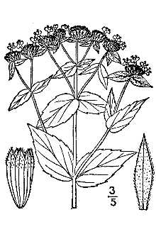 <i>Koellia mutica</i> (Michx.) Kuntze