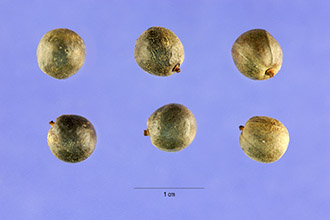 <i>Koelreuteria apiculata</i> Rehder & E.H. Wilson