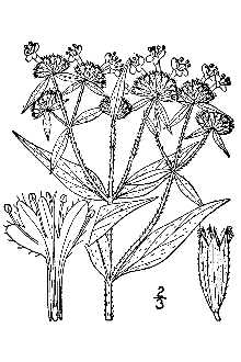 <i>Pycnanthemum pilosum</i> Nutt.