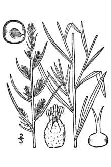 <i>Kochia trichophila</i> Stapf, database artifact