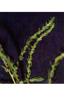 <i>Kochia scoparia</i> (L.) Schrad. var. pubescens Fenzl
