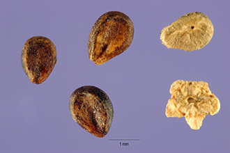<i>Kochia scoparia</i> (L.) Schrad. var. trichophila (Stapf) L.H. Bailey, database arti