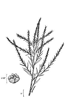 <i>Kochia scoparia</i> (L.) Schrad. var. trichophylla (Stapf) L.H. Bailey