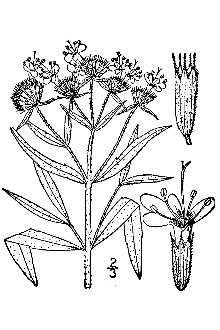 <i>Pycnanthemum virginianum</i> (L.) T. Dur. & B.D. Jacks. ex B.L. Rob. & Fernald var. verticill