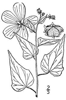 <i>Kosteletzkya virginica</i> (L.) C. Presl ex A. Gray var. althaeifolia Chapm.