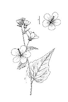 <i>Kosteletzkya virginica</i> (L.) C. Presl ex A. Gray var. althaeifolia Chapm.