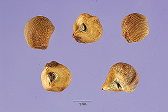 <i>Kosteletzkya smilacifolia</i> A. Gray