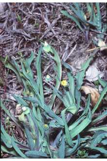 <i>Serinia oppositifolia</i> (Raf.) Kuntze