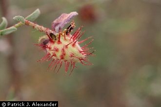 <i>Krameria parvifolia</i> Benth. var. glandulosa (Rose & Painter) J.F. Macbr.