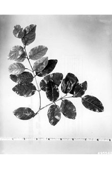<i>Rhamnus ferreus</i> Vahl