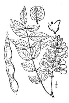 <i>Wisteria macrostachya</i> (Torr. & A. Gray) Nutt. ex B.L. Rob. & Fernald