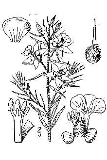<i>Krameria secundiflora</i> auct. non DC.