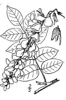 <i>Wisteria frutescens</i> (L.) Poir. var. macrostachya Torr. & A. Gray