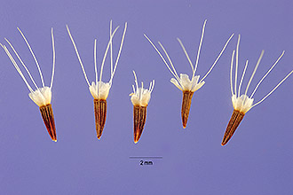 <i>Hyoseris virginica</i> L.