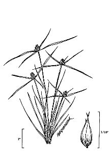 <i>Cyperus densicaespitosus</i> Mattf. & Kük. ex Kük. var. major (Nees) Kük.