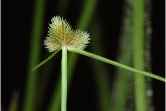 <i>Kyllinga tenuifolia</i> Steud.