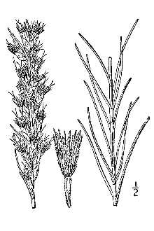 <i>Lacinaria acidota</i> (Engelm. & A. Gray) Kuntze