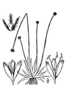 <i>Lachnocaulon floridanum</i> Small
