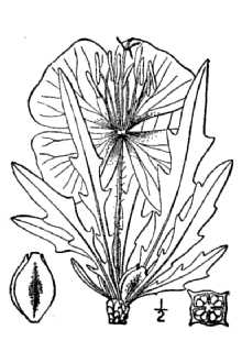 <i>Megapterium brachycarpum</i> (A. Gray) Levl.