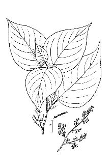 <i>Urticastrum divaricatum</i> (L.) Kuntze