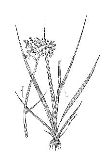 <i>Lachnanthes tinctoria</i> (J.F. Gmel.) Elliott, orth. var.