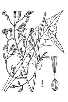 <i>Lactuca canadensis</i> L. var. obovata Wiegand