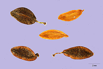 <i>Lactuca canadensis</i> L. var. integrifolia (Bigelow) Torr. & A. Gray