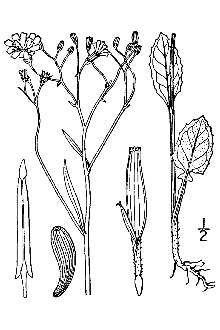 Common Nipplewort