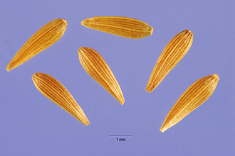Common Nipplewort