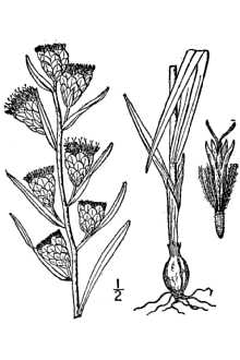 <i>Lacinaria cylindracea</i> (Michx.) Kuntze