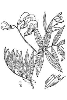 <i>Lathyrus decaphyllus</i> Pursh