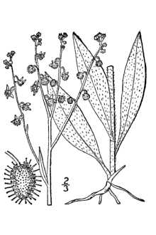 <i>Hackelia deflexa</i> (Wahlenb.) Opiz ssp. americana (A. Gray) Á. Löve & D. Löve