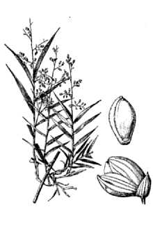 <i>Panicum divaricatum</i> L.