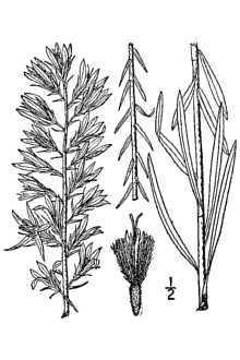 <i>Lacinaria flabellata</i> Small