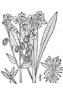 <i>Hackelia leptophylla</i> (Rydb.) I.M. Johnst.