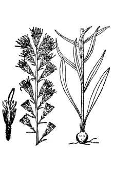 <i>Liatris graminifolia</i> Willd. var. dubia (W. Bartram) A. Gray
